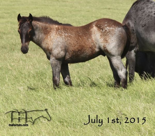 Blue Breeze's 2015 Colt